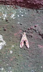 Agathodes monstralis