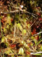 Pinguicula lusitanica