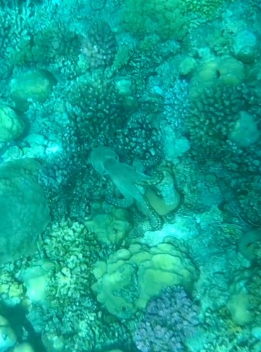 Day Octopus — seen at this dive site
