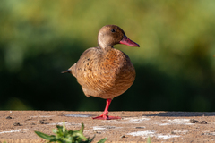 Amazonetta brasiliensis