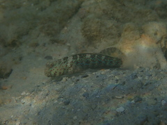 Cryptocentrus caeruleomaculatus