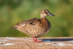 Amazonetta brasiliensis