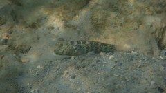 Cryptocentrus caeruleomaculatus