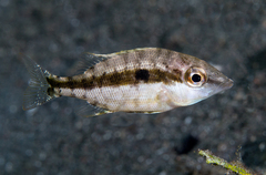 Lethrinus variegatus