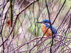 Alcedo atthis