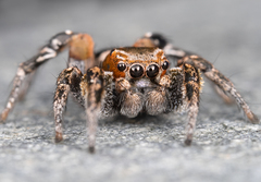 Habronattus ammophilus