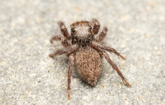 Habronattus ammophilus