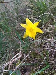 Narcissus minor