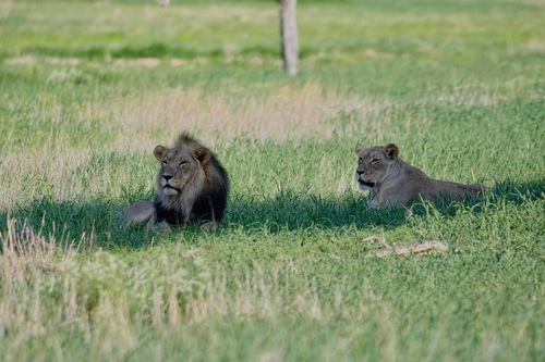 Lions