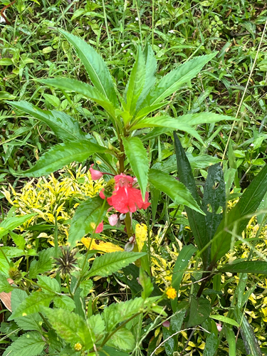 Garden balsam
