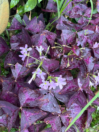 false shamrock