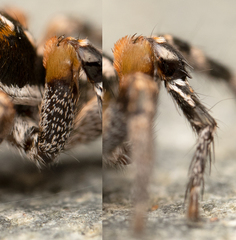 Habronattus ammophilus
