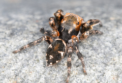 Habronattus ammophilus