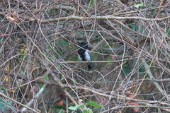 Thamnophilus melanonotus