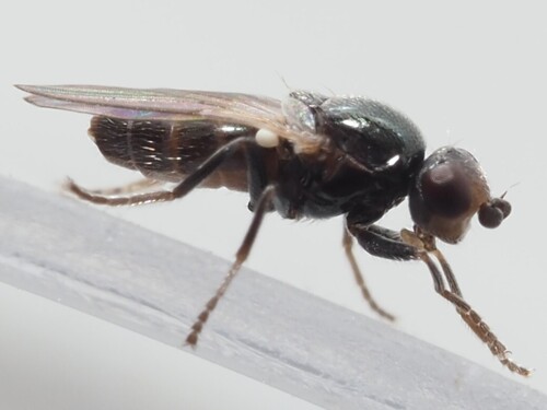 Eutropha fulvifrons