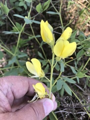 Baptisia sphaerocarpa