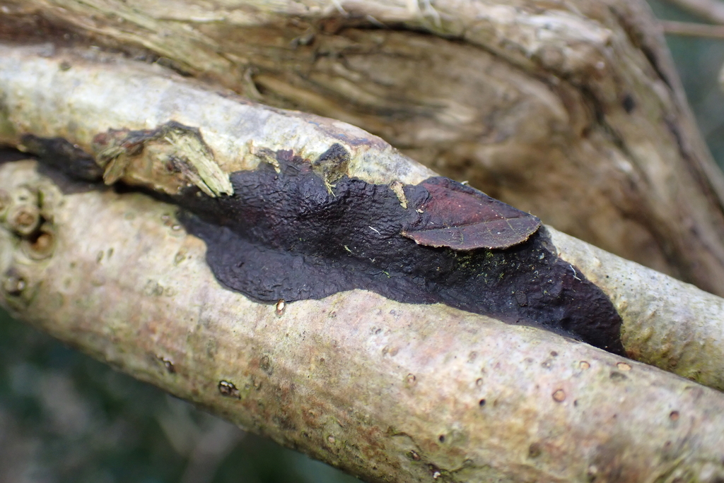 Hydnoporia corrugata · March 2026 · photo: © kh-c (iNaturalist, cc0)