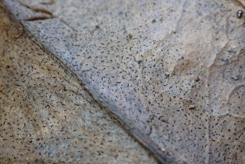 Aulographum