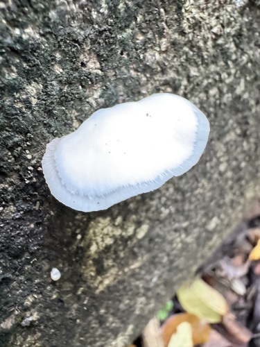 Crepidotus observed 2026-03-10