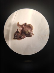 Lithophyllum incrustans