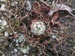 Mammillaria carmenae