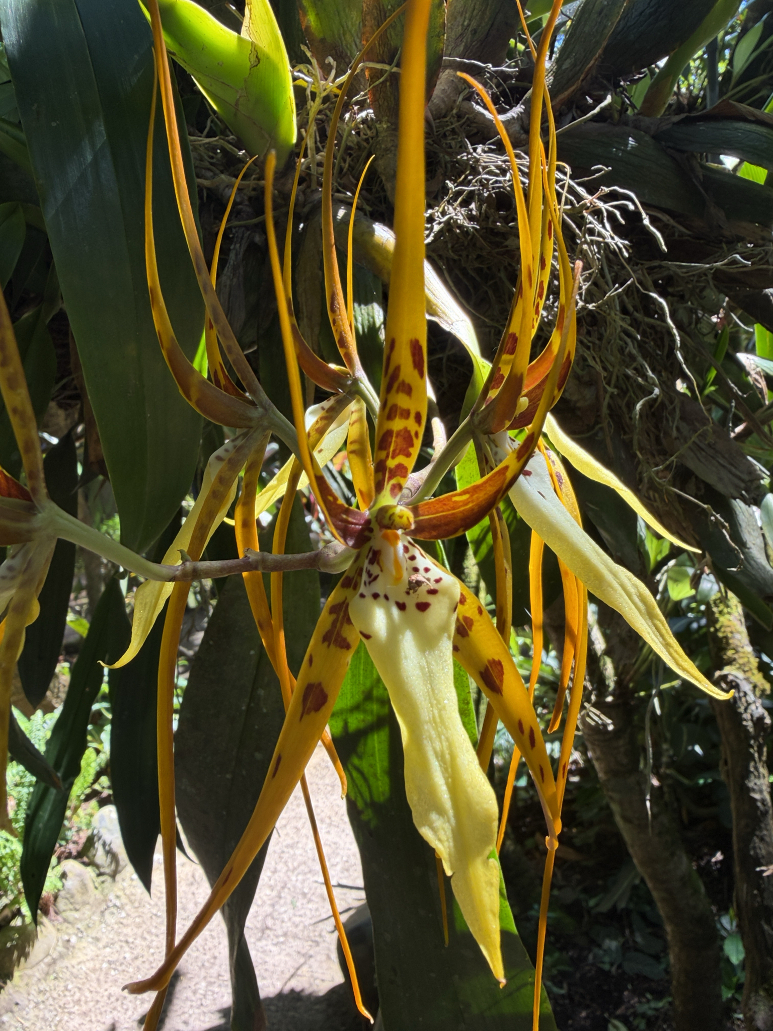 Arching Brassia (Brassia arcuigera)