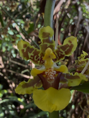 Oncidium bracteatum, photograph (c) Pat Hall, some rights reserved (CC BY)