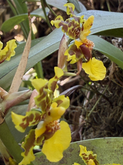 Oncidium bracteatum, photograph (c) Pat Hall, some rights reserved (CC BY)