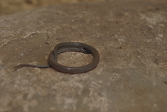 Tantilla hobartsmithi