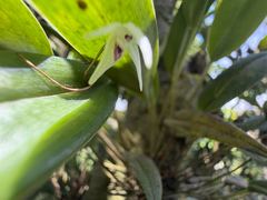 Pleurothallis eumecocaulon, photograph (c) Pat Hall, some rights reserved (CC BY)