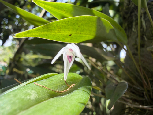 Pleurothallis eumecocaulon, photograph 4