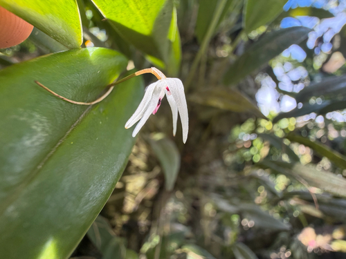Pleurothallis eumecocaulon, photograph 2