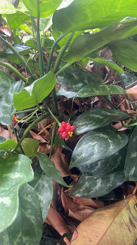 Aglaonema commutatum observed 2026-01-15