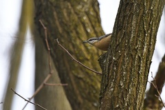 Sitta europaea caesia