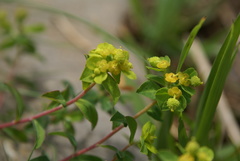 Euphorbia flavicoma