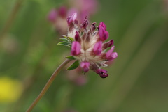 Anthyllis vulneraria rubriflora
