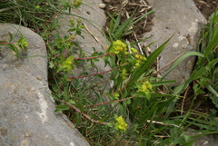 Euphorbia flavicoma