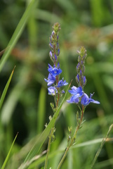 Veronica sennenii