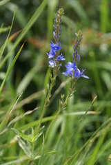 Veronica sennenii