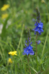 Veronica sennenii