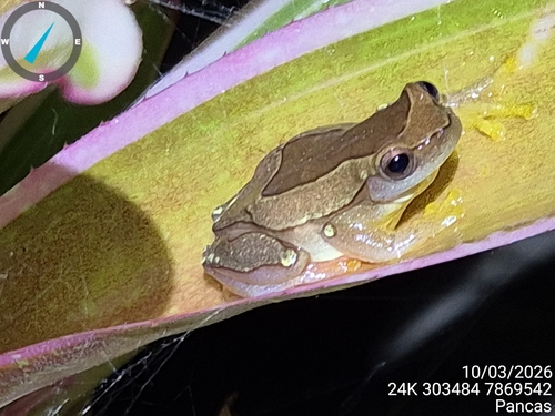 Elegant Forest Tree Frog