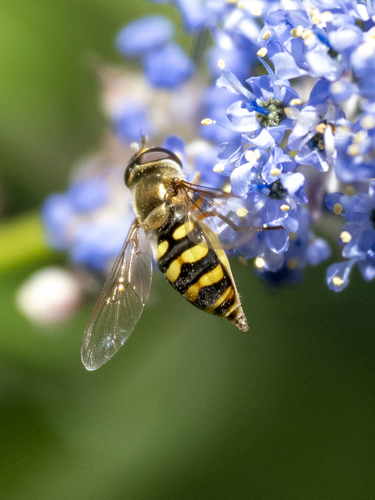 Unknown species found near Chico, CA, USA