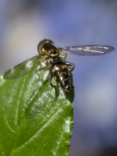 Unknown species found near Chico, CA, USA