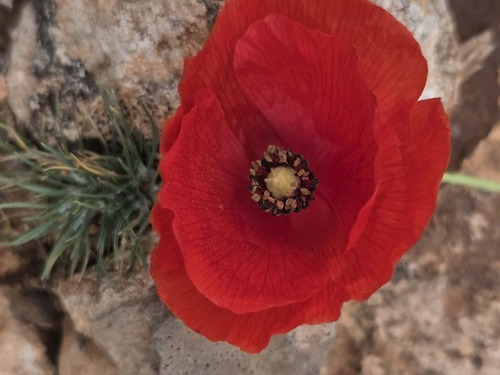 common poppy