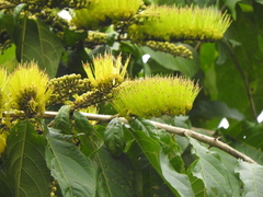Combretum fruticosum