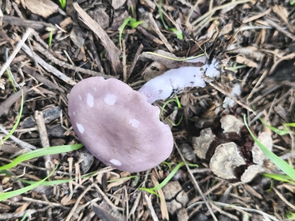 Collybia nuda · March 2026 · photo: © mycototor (iNaturalist, cc-by)