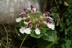 Teucrium pyrenaicum pyrenaicum