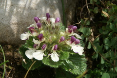 Teucrium pyrenaicum pyrenaicum