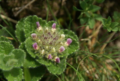 Teucrium pyrenaicum pyrenaicum