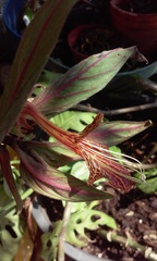 Columnea schiedeana